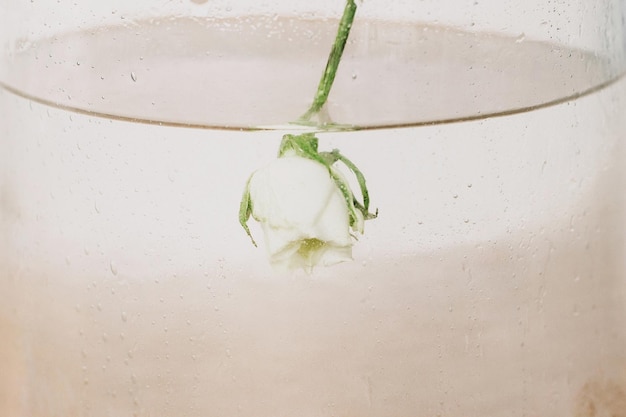 Biała róża zanurzona w wodzie z kroplami powietrza w szklanym przezroczystym wazonie zbliżenie Kreatywne zdjęcie Piękny kwiat pod wodą Sztuka i estetyka