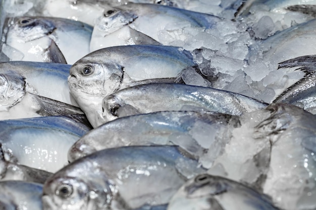 Biała Ryba Pomfret Pompano Bawal Schłodzona Na Lodzie Selektywnym Skupieniu