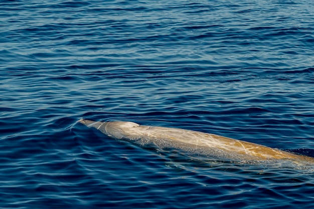 Biała Rzadka Gęś Delfin dziobaty Ziphius cavirostris