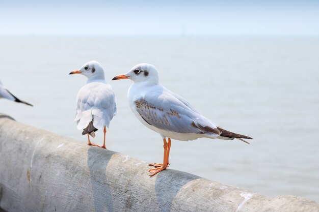 Biała Seagull Pozycja Na Moscie W Natury Tle.