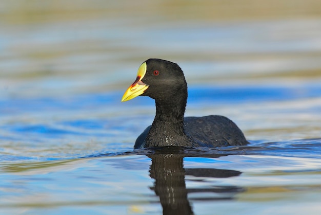 Biała skrzydlata łyska Fulica Leucoptera La Pampa Argentina