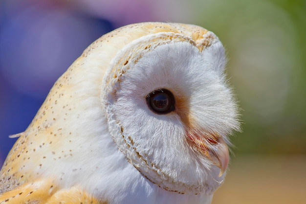 Zdjęcie biała sowa zdumiewający portret majestatycznego ptaka