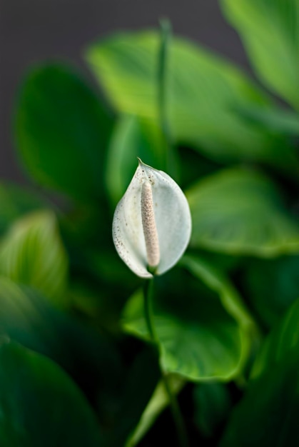 Biała spathiphyllum roślina doniczkowa w okwicie z selektywnym naciskiem