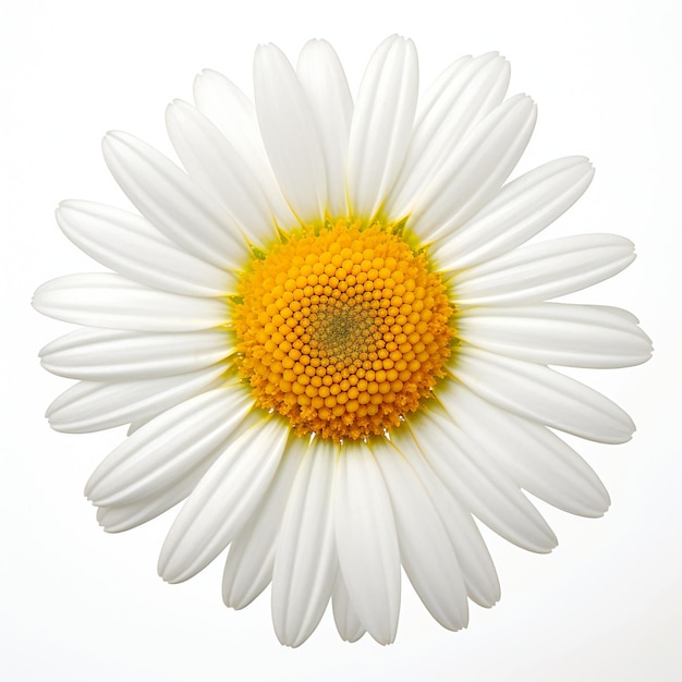Biała stokrotka kwiat na białym tle Zbliżenie
