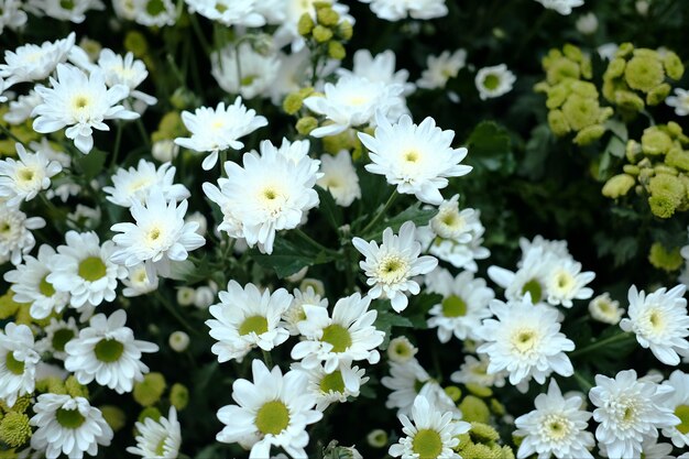 Biała stokrotka kwitnie w ogródzie (Bellis Perennis)