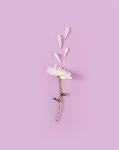 Biała stokrotka z opadłymi płatkami na pastelowym fioletowym tle Minimalna koncepcja dnia kobiety