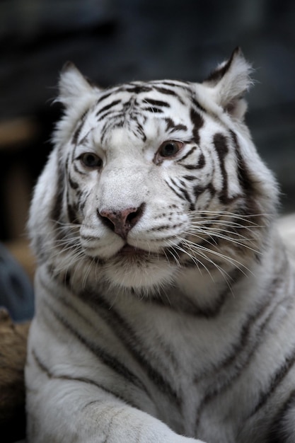 Biała tygrysica