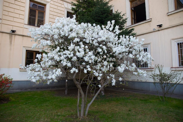 białe, bujne drzewo magnolii