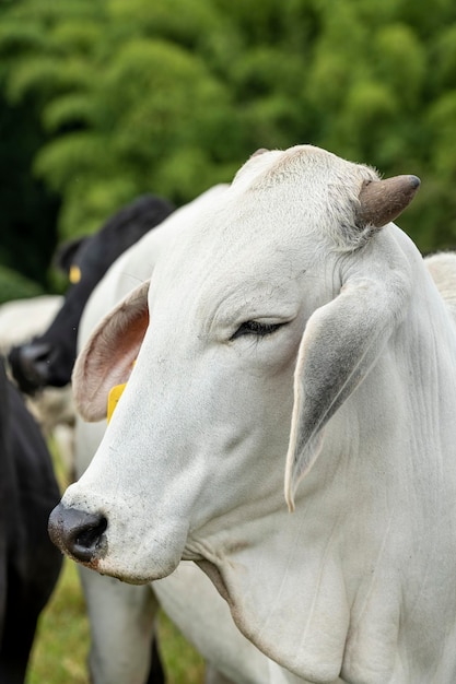 Białe bydło rasy Brahman Beef stojące przy płocie patrzące w kamerę Kolumbia Ameryka Południowa