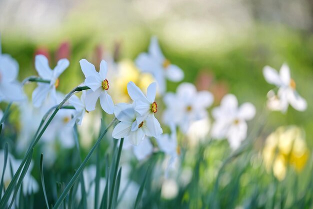 Białe, Delikatne Kwiaty Narcyza Kwitnące W Wiosennym Słonecznym Ogrodzie
