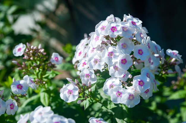 Zdjęcie białe duże floksy kwiatostany białego floks paniculata dekoracyjne tło kwiatowe