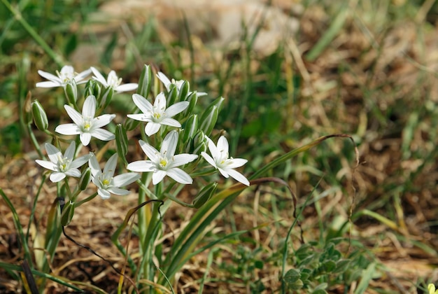 Białe dzikie kwiaty na tle zielonej trawy