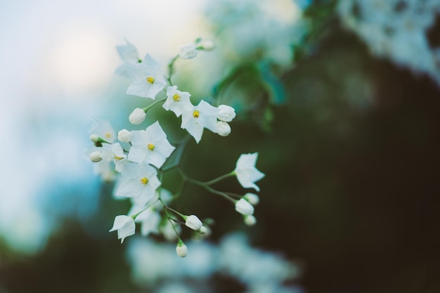 białe dzikie kwiaty