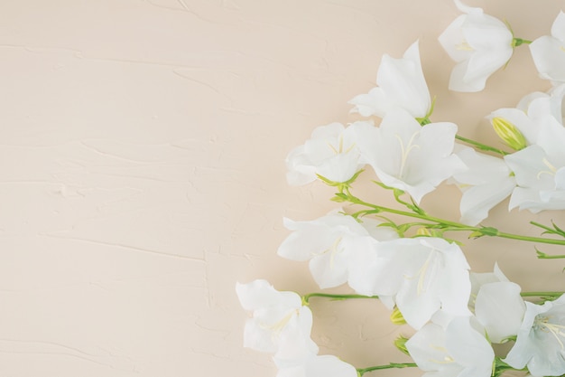 Zdjęcie białe dzwony kwiaty na jasnym pastelowym tle z teksturą.