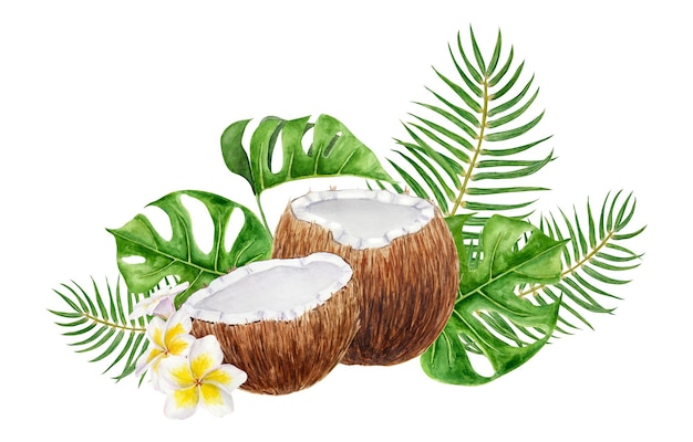 Białe frangipani zielone liście palmy monstera pół złamanego kokosa ilustracja akwarela narysowana ręcznie