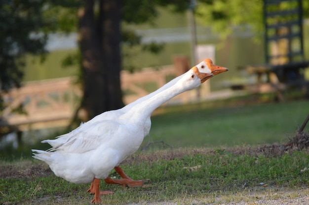 Białe gęsi na polu