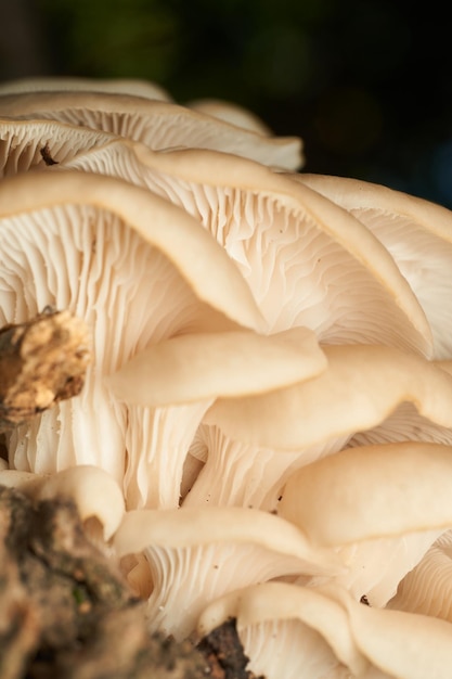 Zdjęcie białe grzyby wyłaniające się z brązowego drzewa