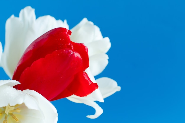 Białe i czerwone kwiaty tulipanów na niebieskim tle z bliska
