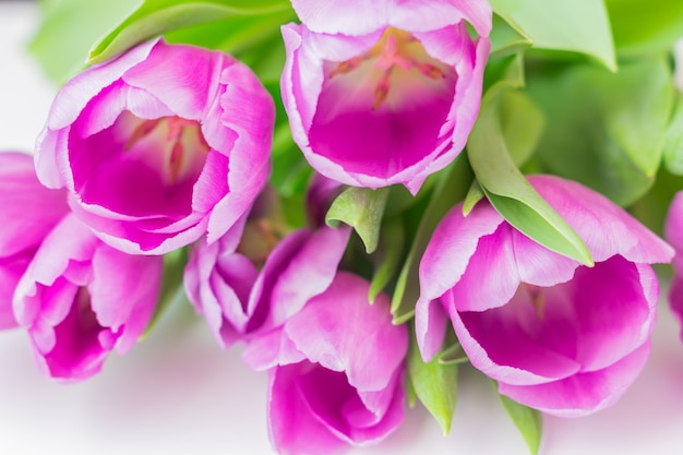 Białe i fioletowe kwitnące tulipany. kwiatowy tło