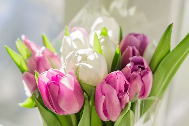 Białe i fioletowe kwitnące tulipany