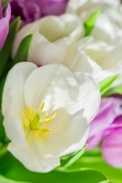 Białe i fioletowe kwitnące tulipany