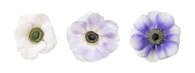 Białe i niebieskie kwiaty anemonów głowa na białym tle