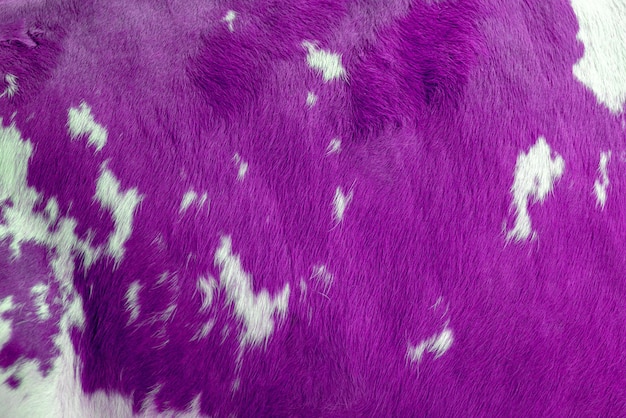 Białe i purpurowe plamy o teksturze skóry krowy