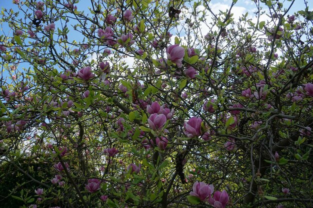 Białe i różowe drzewo magnolii