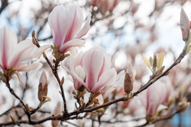 Białe i różowe kwiaty magnolii na gałęzi w ciepły wiosenny słoneczny dzień