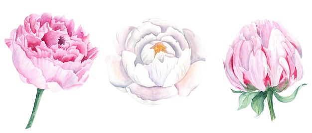 Białe i różowe kwiaty piwonii akwarela zestaw ręcznie rysowane ilustracja botaniczna na białym tle