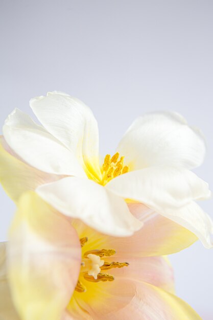 Białe i różowe tulipany na fioletowym tle z jedwabną wstążką w kolorze brzoskwiniowym. Białe kwiaty. Obraz makro. Miejsce na tekst. Kartka z życzeniami. Dzień Matki.
