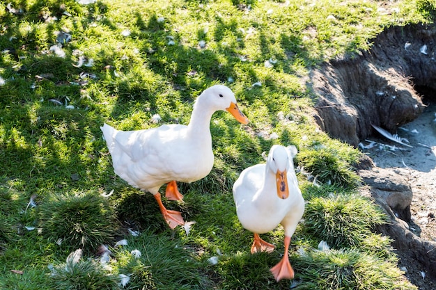Zdjęcie białe i szare gęsi i kaczki chodzą po zielonej trawie w pobliżu stawu