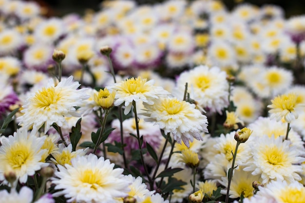 Białe i żółte kwiaty chryzantemy w ogrodzie