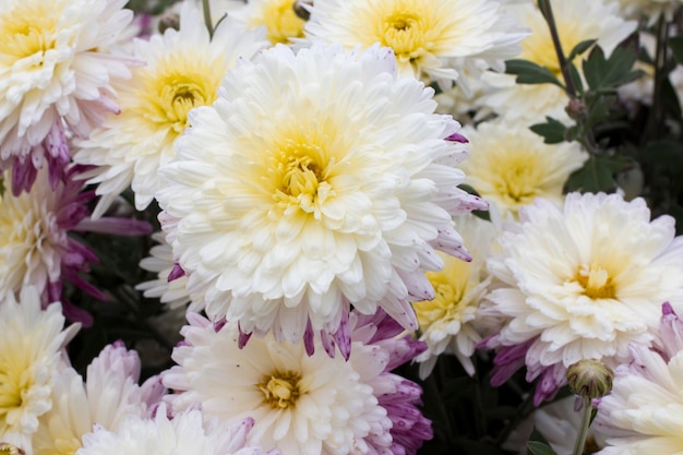 Białe i żółte kwiaty chryzantemy w ogrodzie
