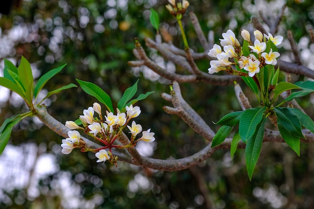 Białe i żółte kwiaty frangipani