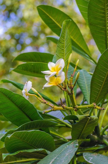 białe i żółte kwiaty plumeria frangipani z liśćmi