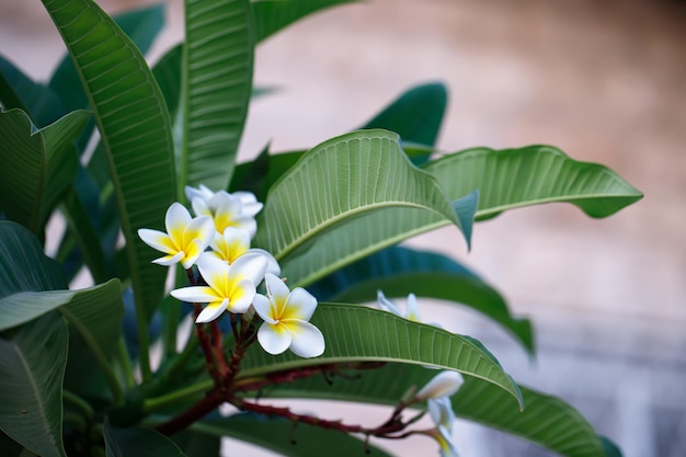Białe i żółte kwiaty plumeria lub Frangipani Jasmine Mango na drzewie