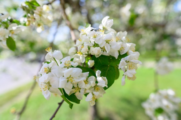 Białe jabłko kwiaty piękne kwitnące jabłonie tło z kwitnącymi kwiatami w wiosenny dzień b