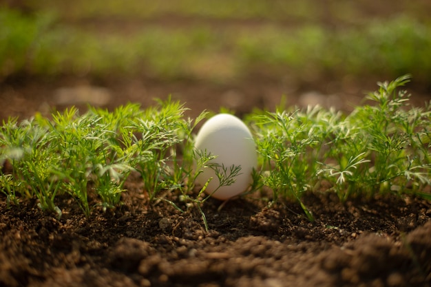 Białe jajko leży w młodym świeżym zielonym koperku.