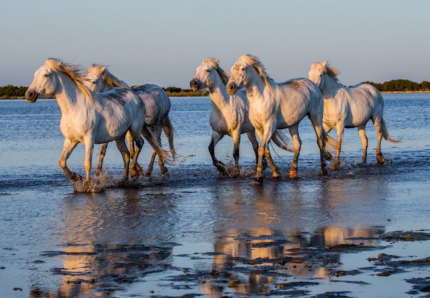 Białe konie Camargue biegają po bagnistym rezerwacie przyrody