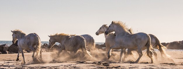 Białe konie Camargue galopują po piasku