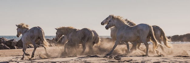 Białe konie Camargue galopują po piasku