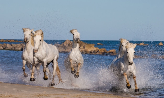 Białe konie Camargue galopują wzdłuż morskiej plaży