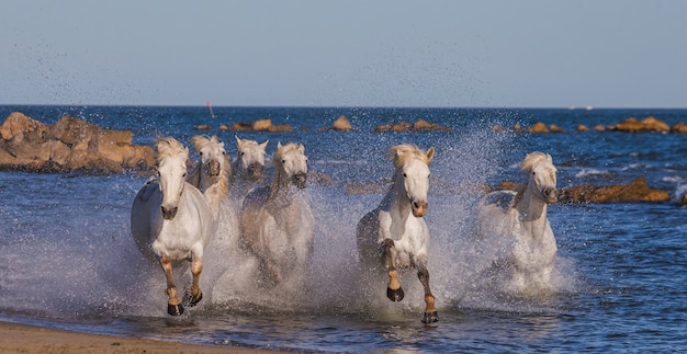 Białe Konie Camargue Galopują Wzdłuż Morskiej Plaży