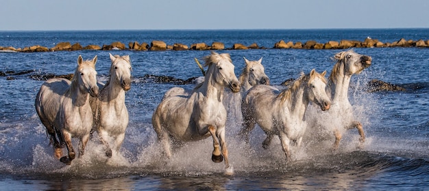 Białe konie Camargue galopują wzdłuż morskiej plaży