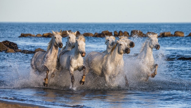 Białe konie Camargue galopują wzdłuż morskiej plaży