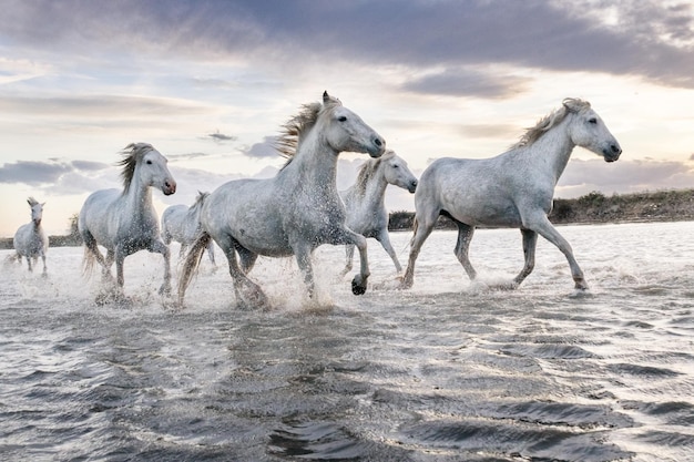 Białe Konie W Camargue We Francji
