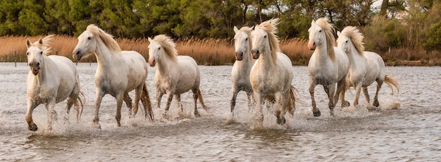 Białe konie w Camargue we Francji