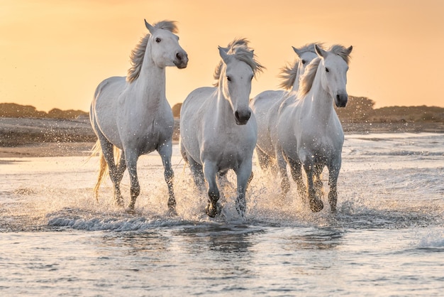 Białe konie w Camargue we Francji