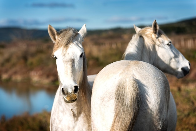 Białe konie w Camargue